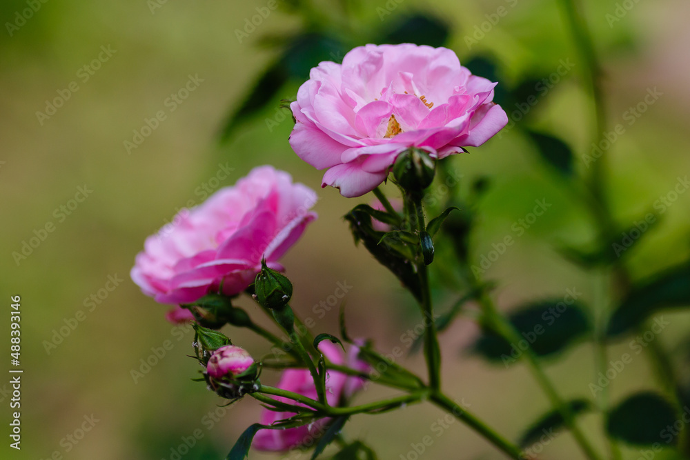 Beautiful pink roses in the garden. Blooming rosa flowers and leaves in natural background. Floral background.