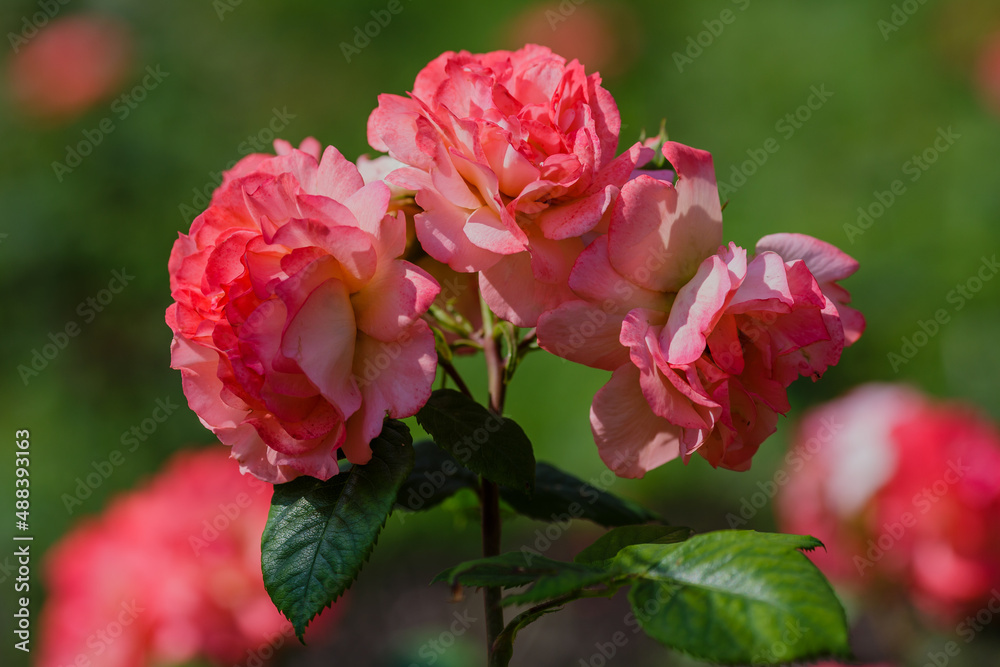 Rosa floribunda sort Salzburg in garden