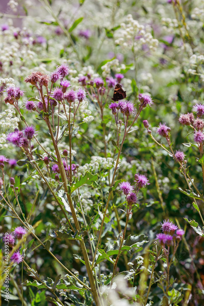 Obraz premium Batterfly on the wild flowers and grass. Rustic floral summer background
