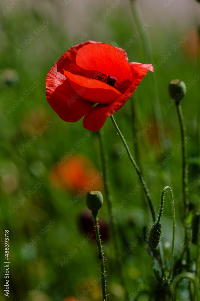 Field poppy (papaver common) on a green background Field poppy (papaver common) on a green background