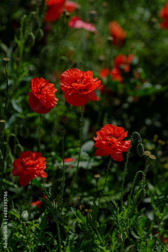  Field poppy (papaver common) on a green background