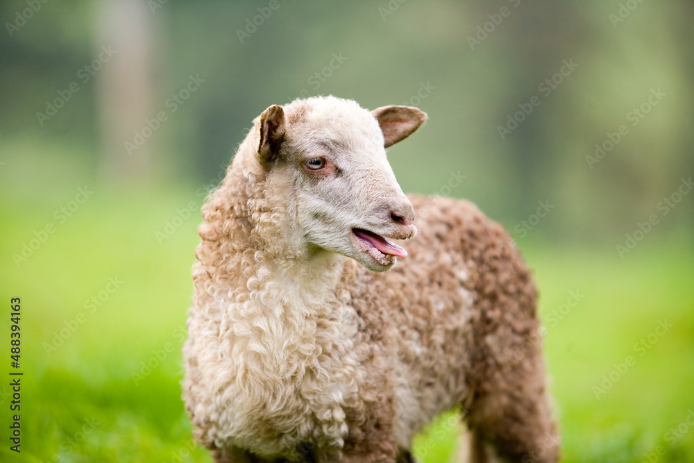 Obraz premium Cordero de raza Latza primer plano