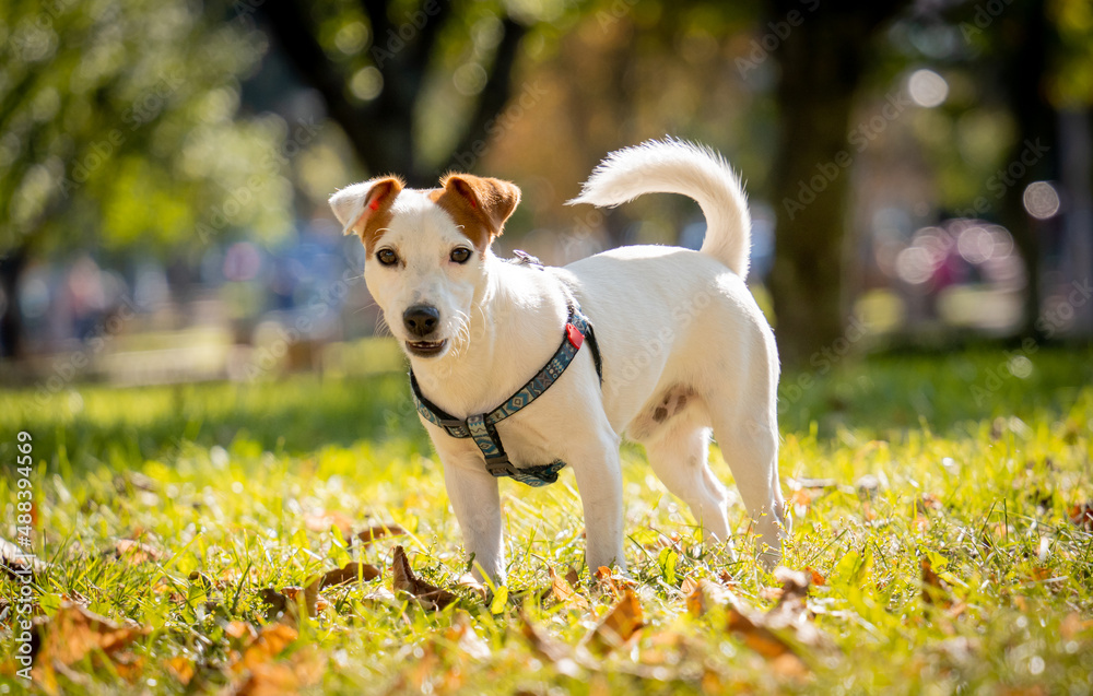 Portrait of cute jack russell terrier dog at the park. Portrait of cute jack russell terrier dog at the park.