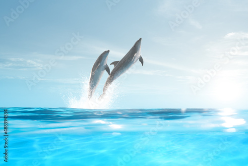 view of nice bottle nose dolphin  swimming in blue crystal water © Dmitry Ersler