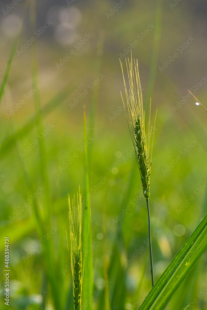 A close-up of the young, green ears of wheat in the farming.