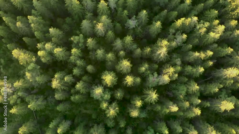 Flying over a green forest. Treetops in the forest. Green taiga. national park. Flying over a green forest. Treetops in the forest. Green taiga. national park.