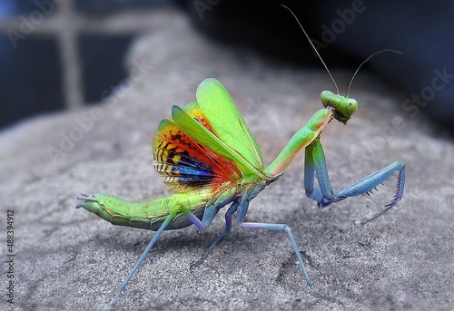 praying mantis on the ground