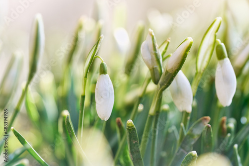 Spring snowdrops flower. Bright natural background with sunny reflection. 