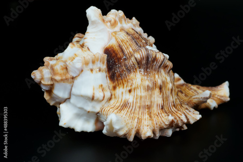 Close up of isolated apple murex seashell