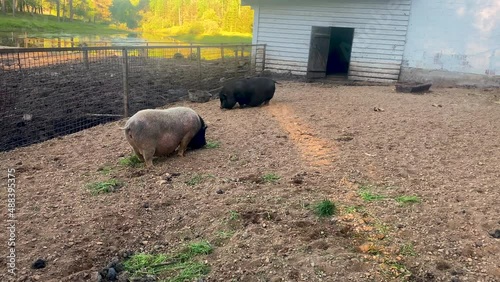 shaggy brown pigs grazing on the farm, eating grass. Hog or saw wagging its tail