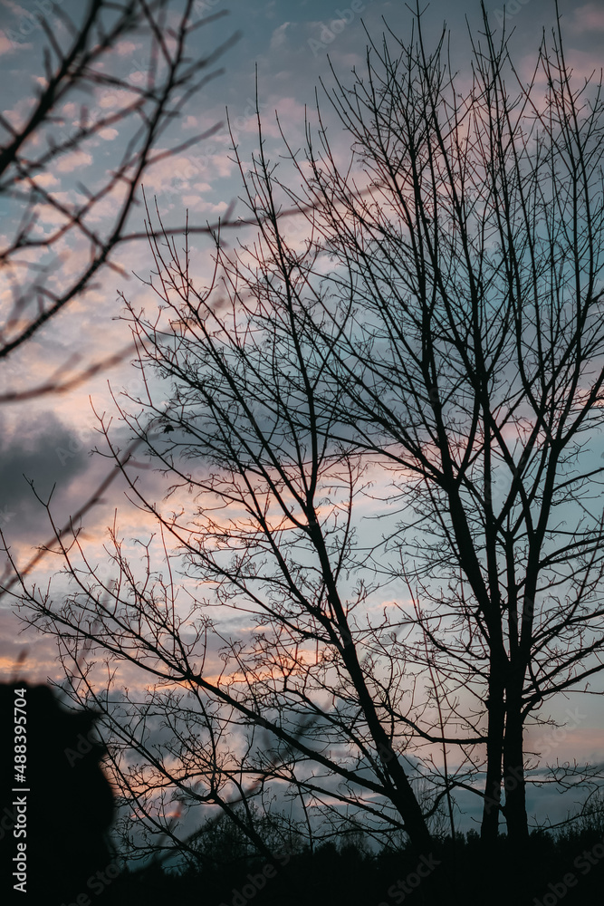 Sunset in the forest on a warm spring day. Sunset over the horizon breaks through the branches of trees through. Beautiful sky at sunset in the forest Sunset in the forest on a warm spring day. Sunset over the horizon breaks through the branches of trees through. Beautiful sky at sunset in the forest