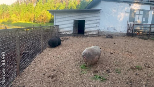 shaggy brown pigs grazing on the farm, eating grass. Hog or saw wagging its tail