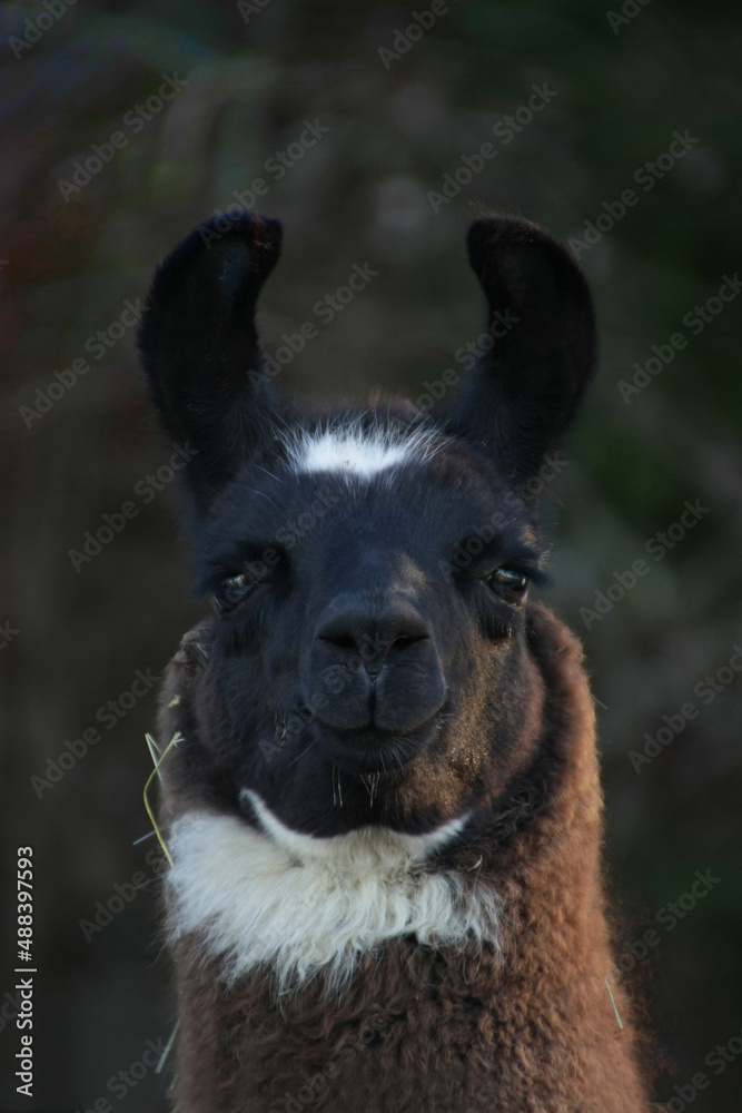 Frohes, grinsendes, dunkelbraunes Lama in Frontalansicht Frohes, grinsendes, dunkelbraunes Lama in Frontalansicht