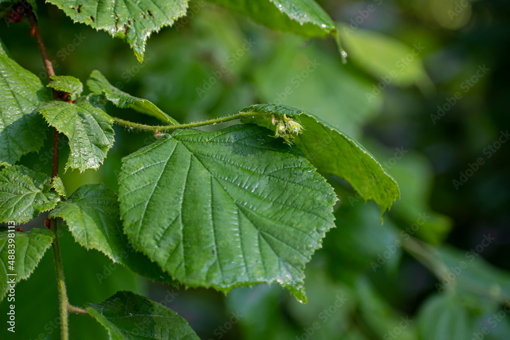 Tiny hazelnut closeup on a tree. Large green fresh leaves on a bush, textured surface. Summer in a forest. Selective focus on the details, blurred background. Tiny hazelnut closeup on a tree. Large green fresh leaves on a bush, textured surface. Summer in a forest. Selective focus on the details, blurred background.