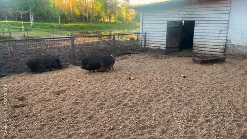 shaggy brown pigs grazing on the farm, eating grass. Hog or saw wagging its tail