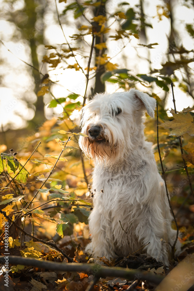 schnauzer is sitting in the forest. It is autumn portret.