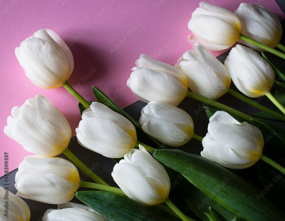 Fototapeta premium white tulips on gray pink background