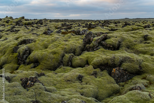 iceland moss