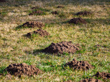 Heaps of earth in a field from a mole