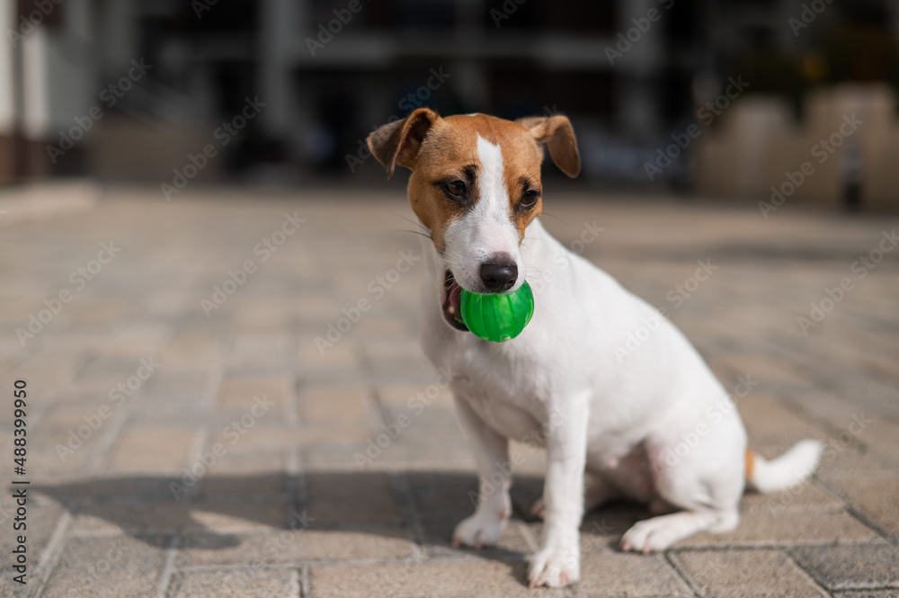 Jack Russell Terrier dog playing ball outdoors. Jack Russell Terrier dog playing ball outdoors.