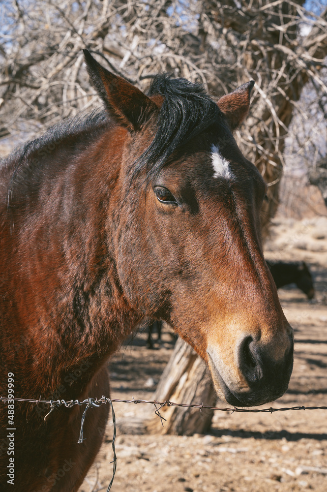 Fototapeta premium Close up of horse in the Alabama Hills