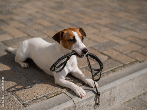 The dog is lying with a leash in his teeth outdoors.