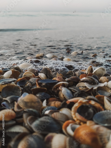 seashells in the sea foam on the shore close-up