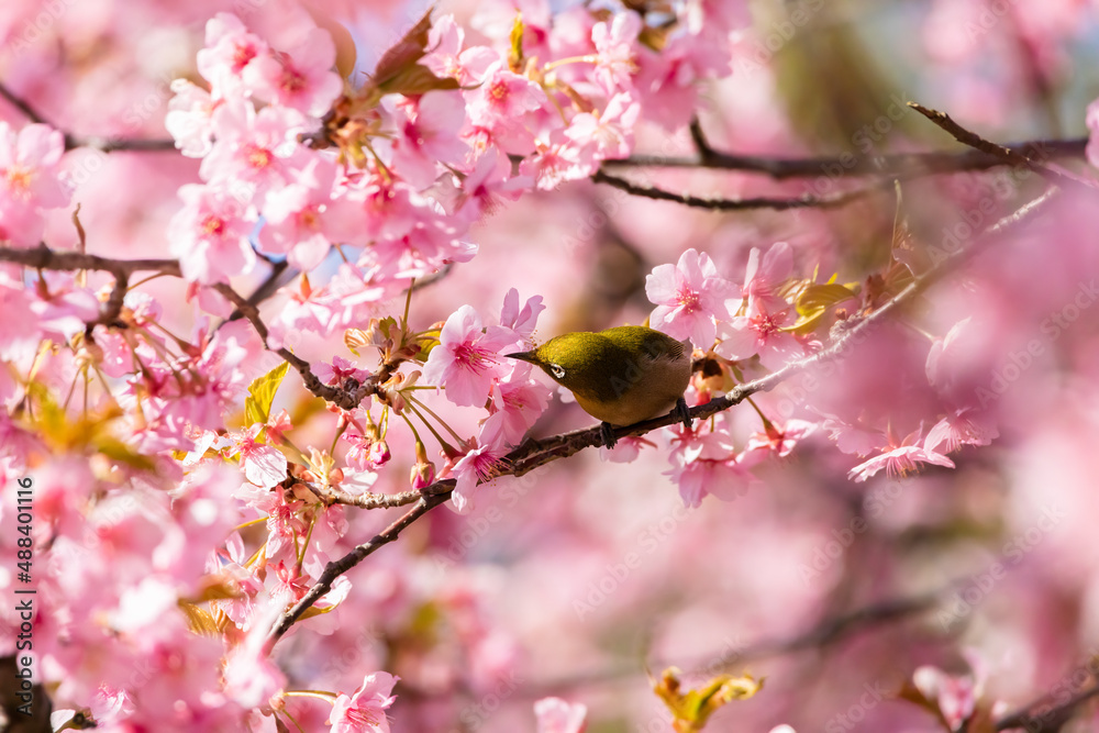 Japanese White-eye and Cerasus lannesiana Carriere at Shibuya, Tokyo, Japan