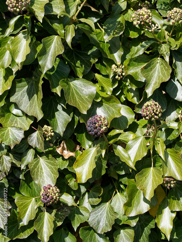Fotografiet Hedera helix - Common ivy or English ivy