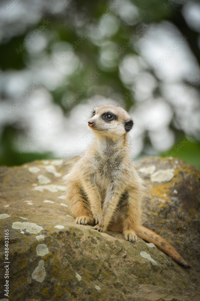 Suricata is sitting on the stone. She is on the guard. Suricata is sitting on the stone. She is on the guard.