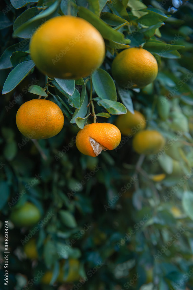 Ripe fruit with split peel on a tangerine tree in citrus grove, vertical shot