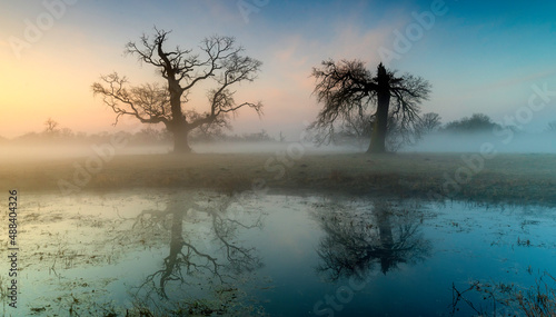 Landscape in the park. Old trees.