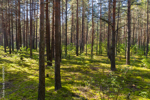 A summer pine forest landscape © yauhenka