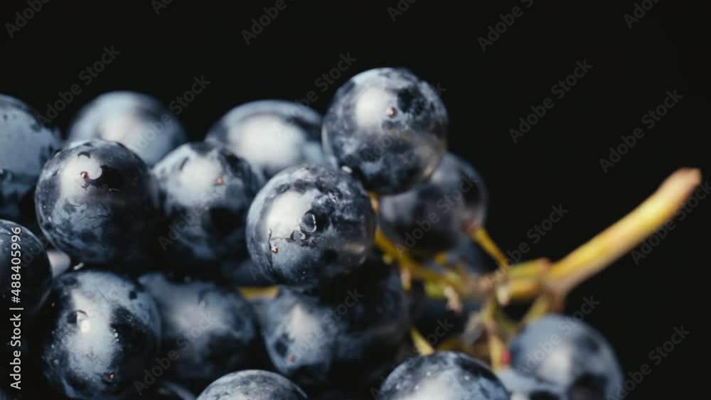 A bunch of blue wet grapes spinning slowly. Side view of ripe grape berries with moisture drops. Sweet fresh mouth-watering fruits. Bunch of black grapes.