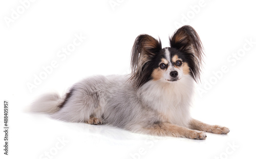 Continental toy spaniel, papillon Dog Isolated