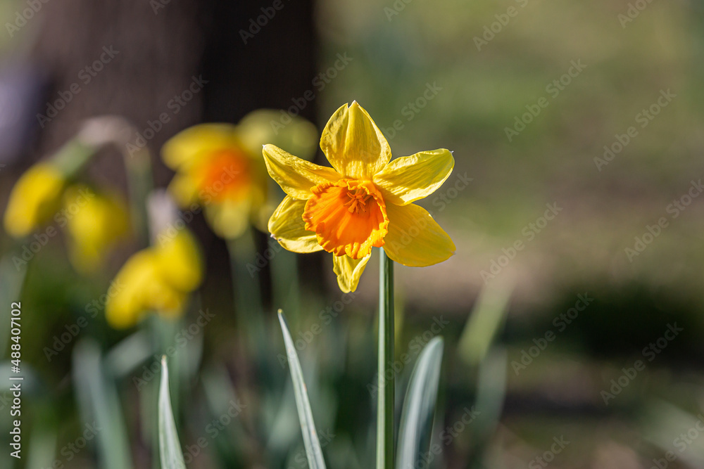 Daffodils growing in the spring sunshine Daffodils growing in the spring sunshine