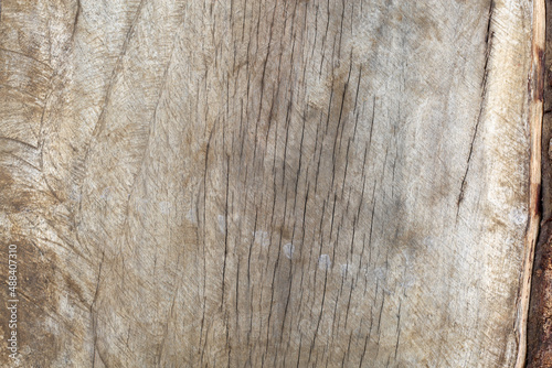 Wood texture of Samanea saman tree
