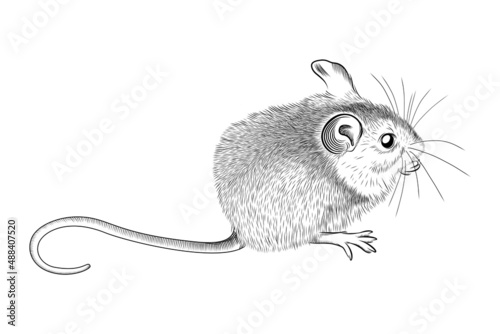 Mouse hand drawn sketch. Cute small mouse rodent black graphic sketch isolated on white background. Vector illustration