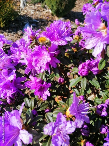 very beautiful round Bush of Rhododendron Azurika with blooming purple flowers in the garden with other flowering spring plants. desktop Wallpaper