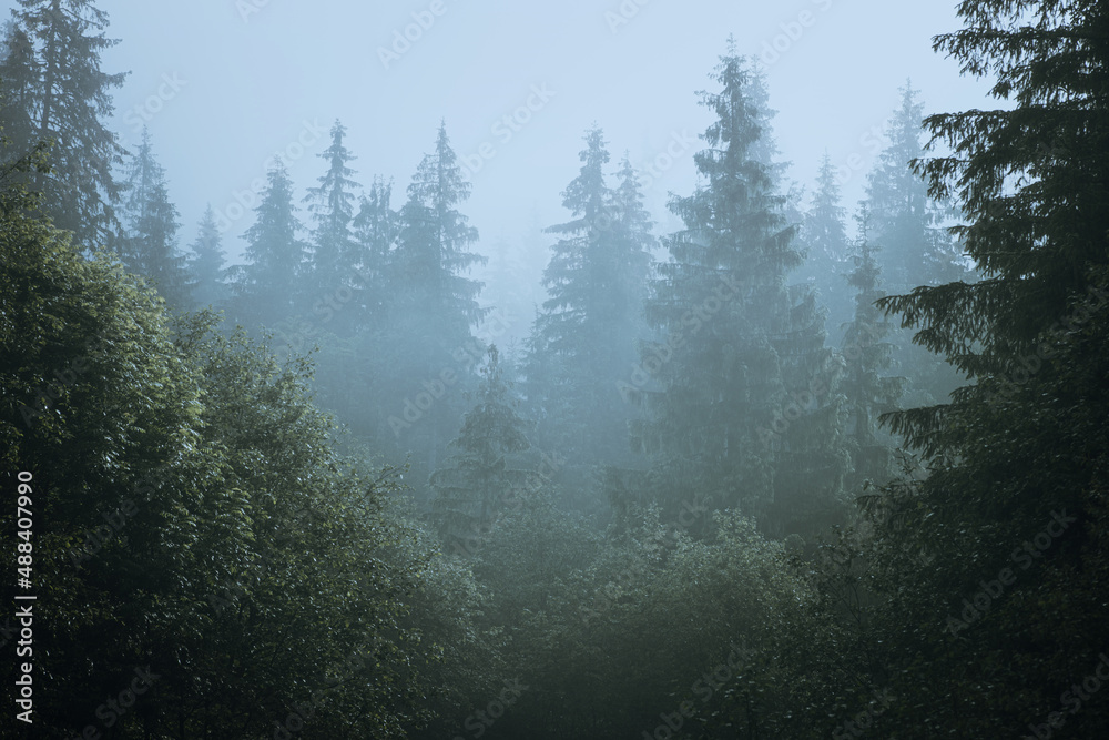 Misty forest. Morning scene of fog covering spruce forest. Tranquil nature landscape with fir tree tops silhouettes