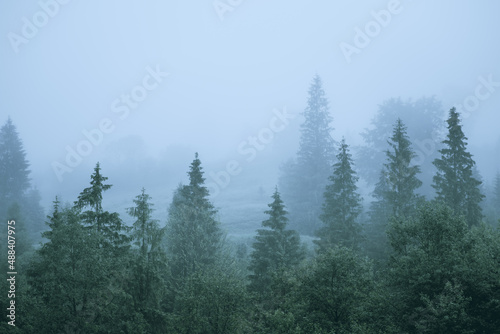 Misty forest. Morning scene of fog covering spruce forest. Tranquil nature landscape with fir tree tops silhouettes. Copy space © GarkushaArt