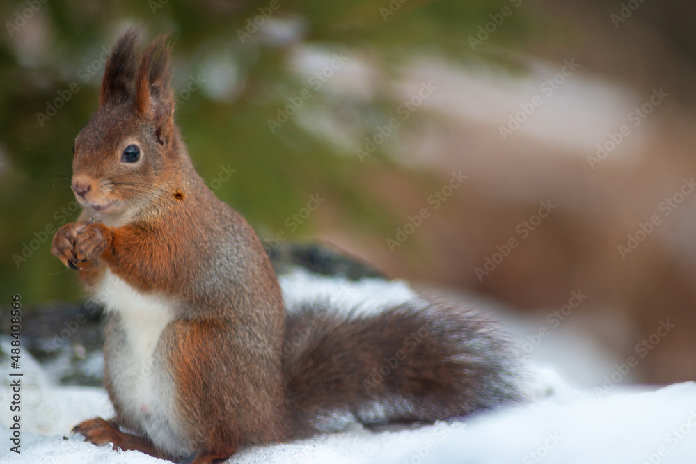 European red squirrel collects sunflower seeds in the snow European red squirrel collects sunflower seeds in the snow