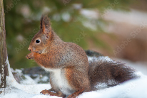 European red squirrel collects sunflower seeds in the snow © Margit Kluthke