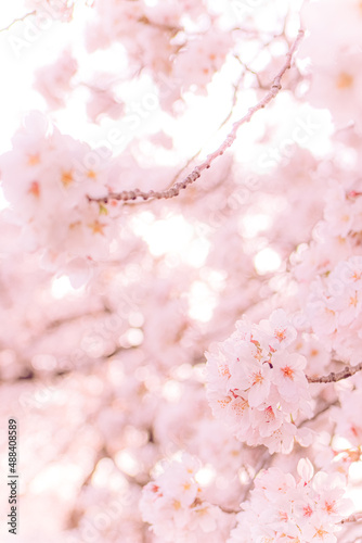 逆光の満開の桜