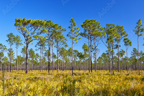 View of Crabgrass Creek, located along the Florida National Scenic Trail (hiking trail) between Orlando and Melbourne, Florida photo