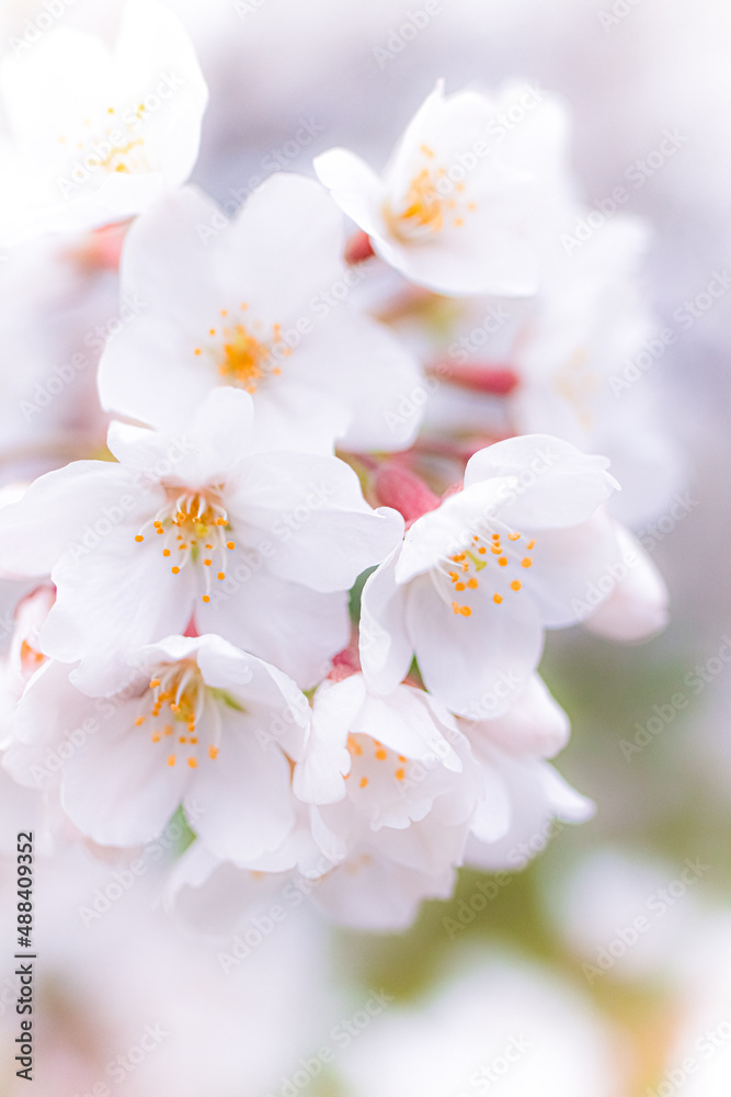 満開の桜の花部分のアップ