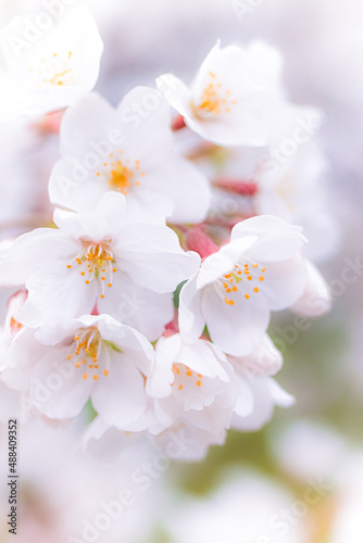 Fototapeta Naklejka Na Ścianę i Meble -  満開の桜の花部分のアップ