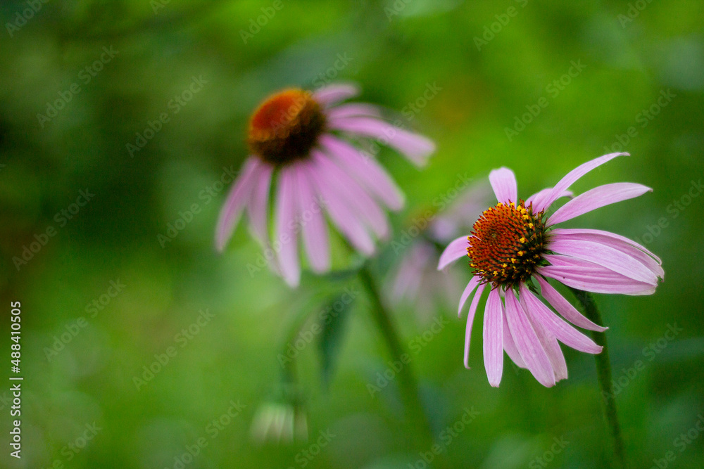 Obraz premium Echinacea flowers close-up on a green blurred background on a clear summer day with space to copy