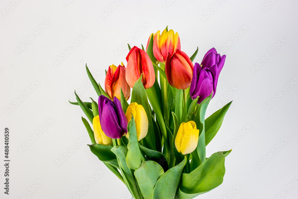 Bouquet of yellow, red and violet tulips on a white background Bouquet of yellow, red and violet tulips on a white background