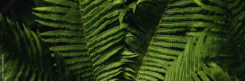 green fern leaves petals background. Vibrant green foliage. Tropical leaf. Exotic forest plant. Botany concept. Ferns jungles close up. jungle atmosphere and calm zen meditation